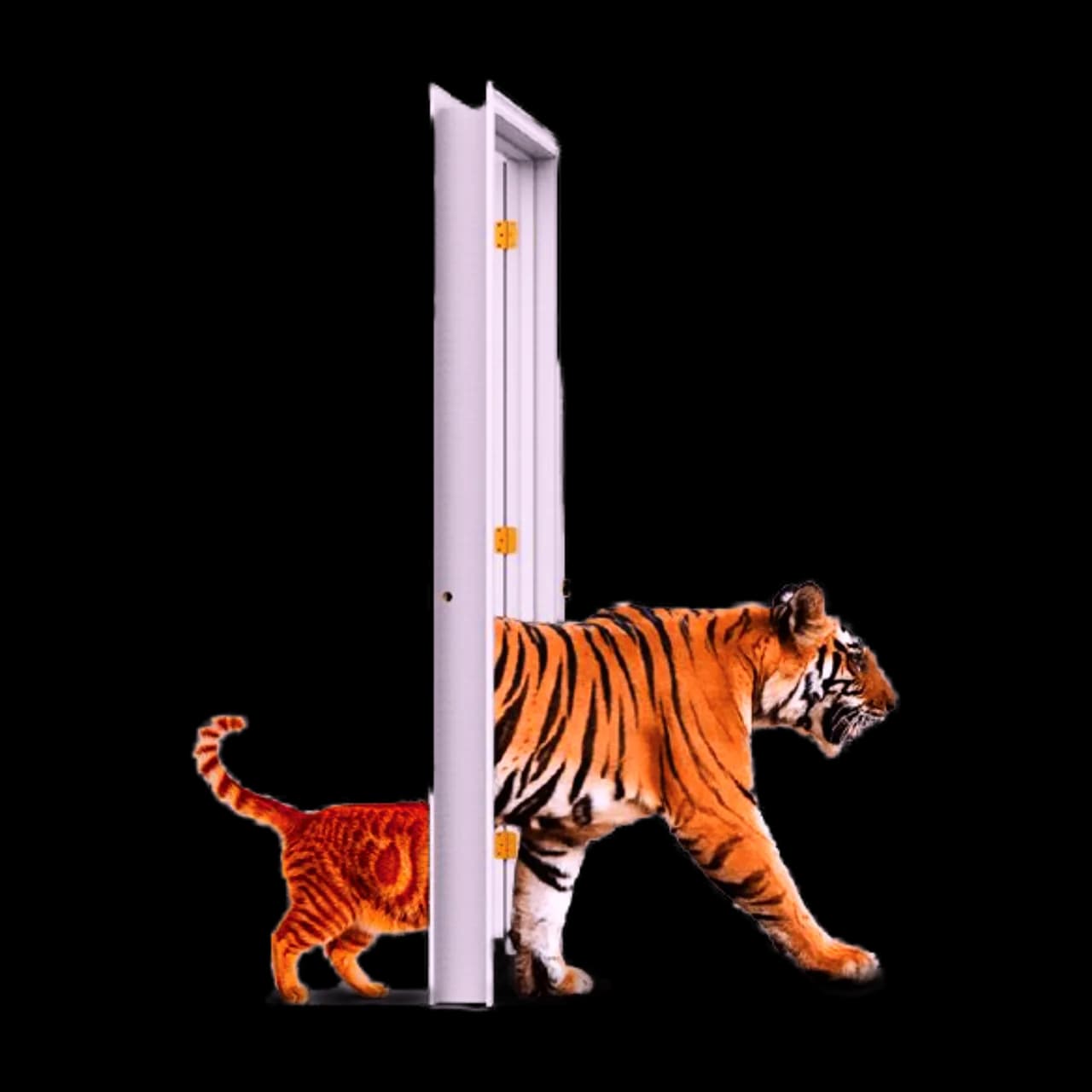 A Bengal tiger stepping through an open doorway